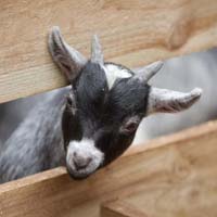 Pygmy goat @ Fishers Mobile Farm